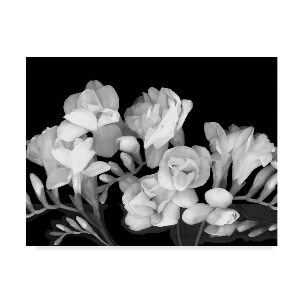 Susan S. Barmon 'Freesia Iii Black And White' Canvas Art