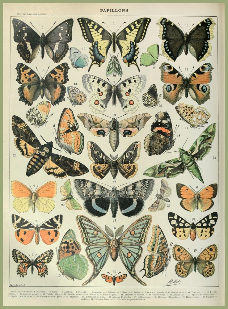 8336.Decoration Poster.Home Room wall design art print.Butterfly Science decor