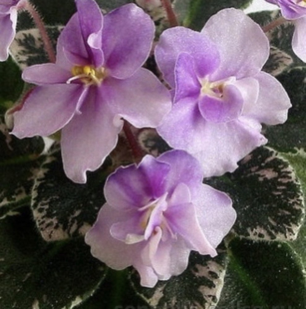 African Violet plant. Toy Castle  . Variegated  Miniature.