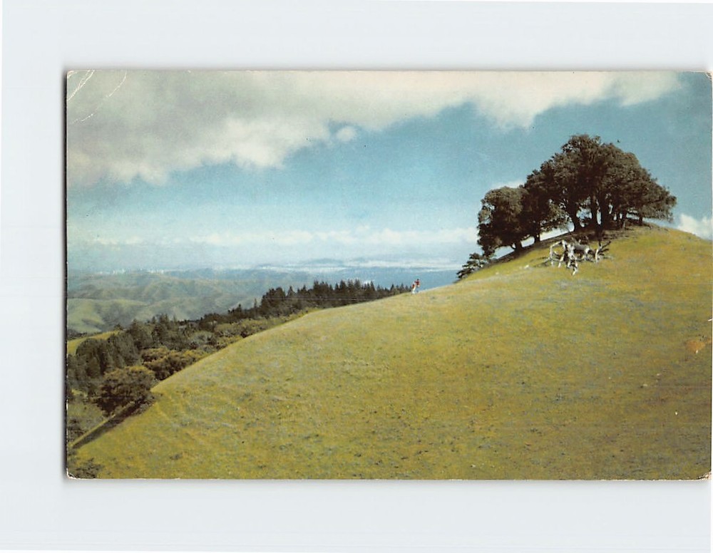 Postcard Mount Tamalpais and Muir Woods California USA