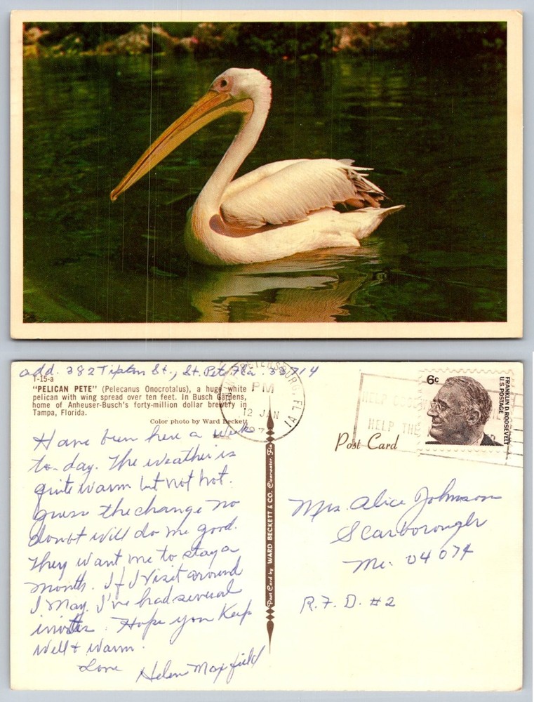 Vintage PELICAN PETE Postcard Busch Gardens Tampa FL Ward Beckett Photo