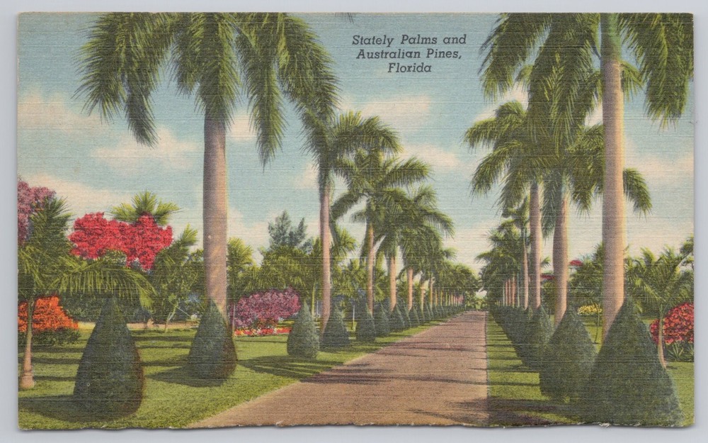 Vintage Postcard Stately Palms And Australian Pines, Miami Florida