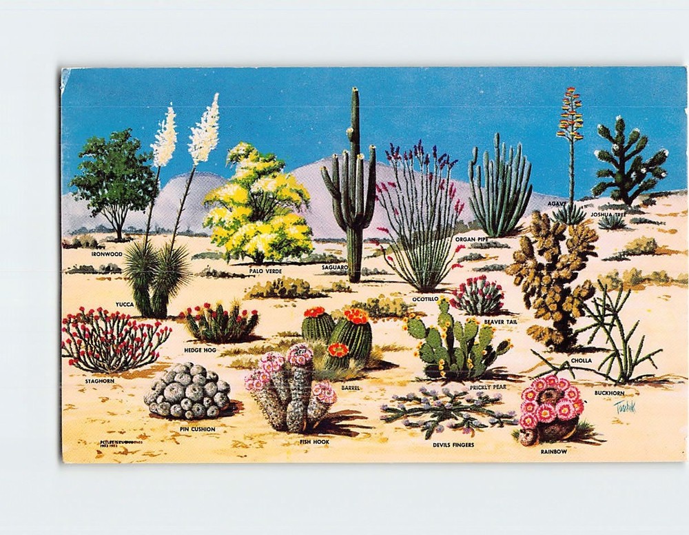 Postcard Cacti & Desert Flora of the Great Southwest