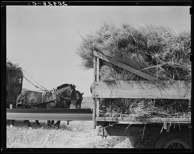 Malin Oregon 1939 Threshing Horses Hay Wagon Klamath County Broodmare