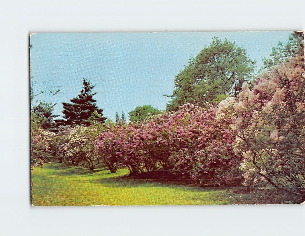 Postcard Lilac Time Highland Park Rochester New York USA North America