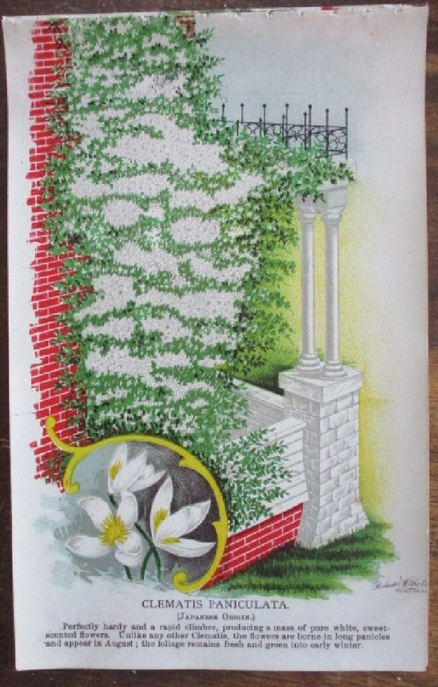 Vtg, Print, CLEMATIS,PANICULATA , BOTANICAL, 1900