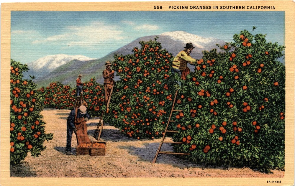 Southern California, Los Angeles, Western Publishing & Novelty Co. Postcard