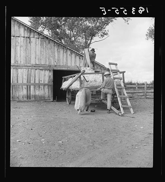 Photo:Kern County California 1938 Cotton Farm Weighing and Emptying Cotton