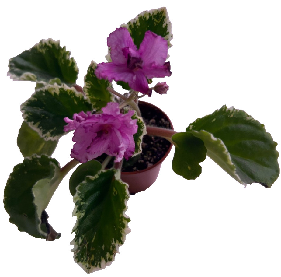 African Violet Plant- 