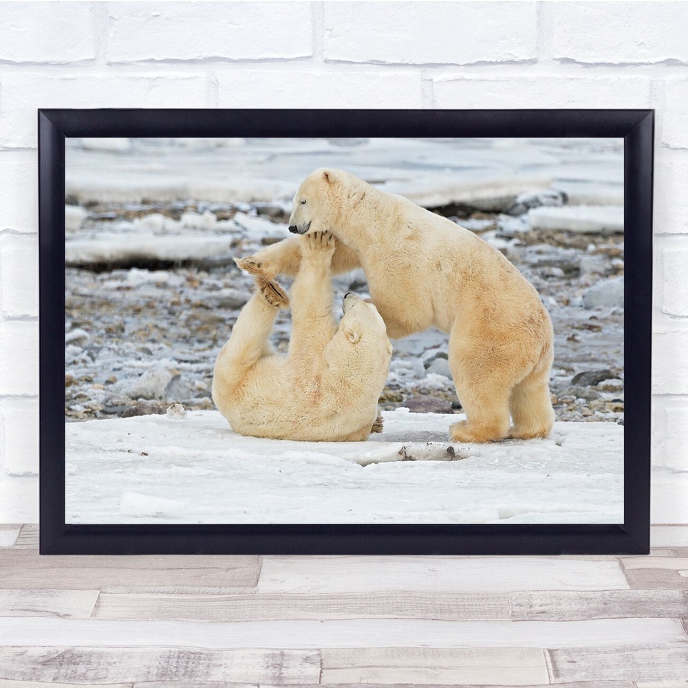 Canada Polar Bear Duel Fight Wall Art Print