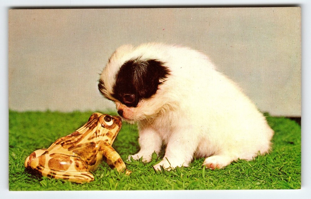 Vintage Plasticrome Puppy and Frog Postcard Divided Back Original