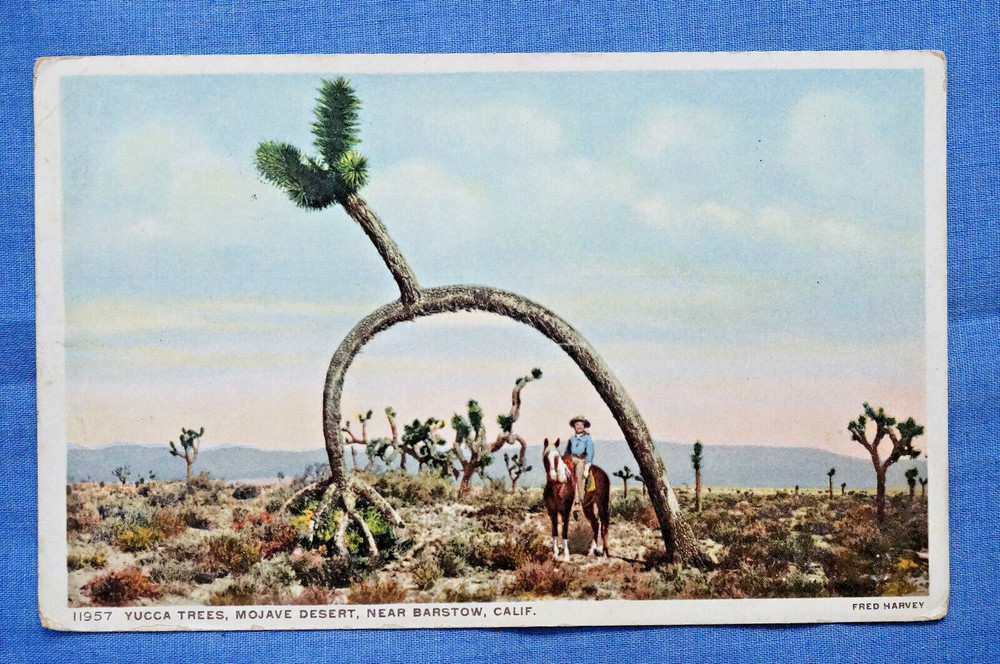 Yucca Trees - Mojave Desert near Barstow, California