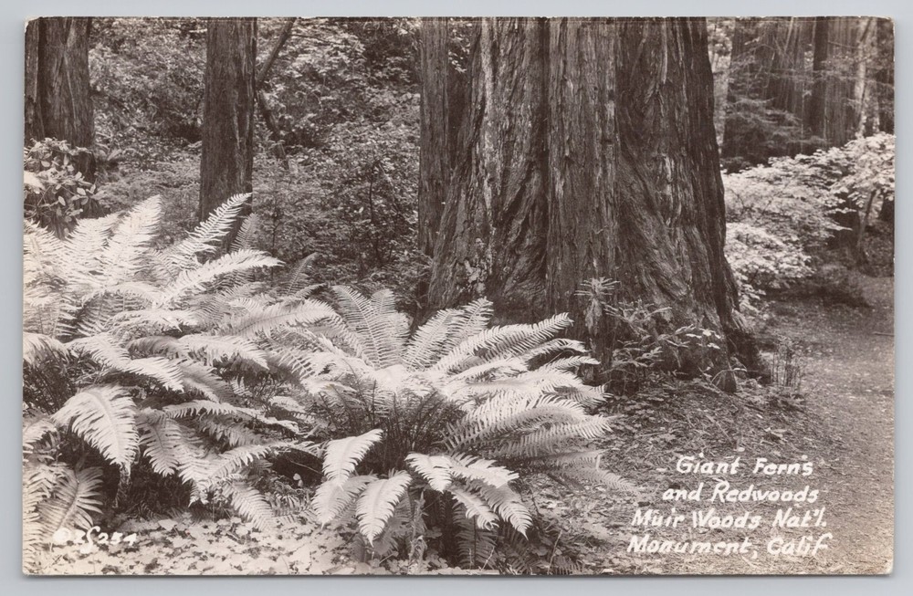 RPPC Giant Ferns & Redwoods Muir Woods National Monument California CA Postcard