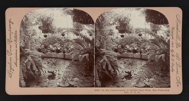Photo:In the conservatory at Golden Gate Park, San Francisco, Cal., U.S.A.