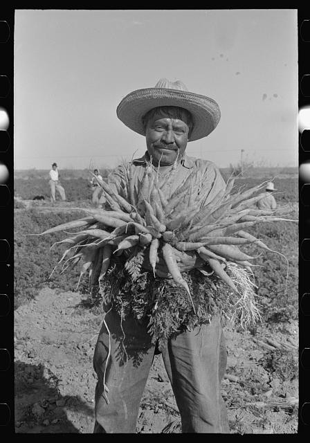 Photo:Edinburg Texas Mexican Carrot Worker 1939 Harvest Field Photo
