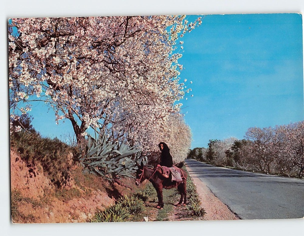 Postcard Blossomed Almond Trees Algarve Portugal