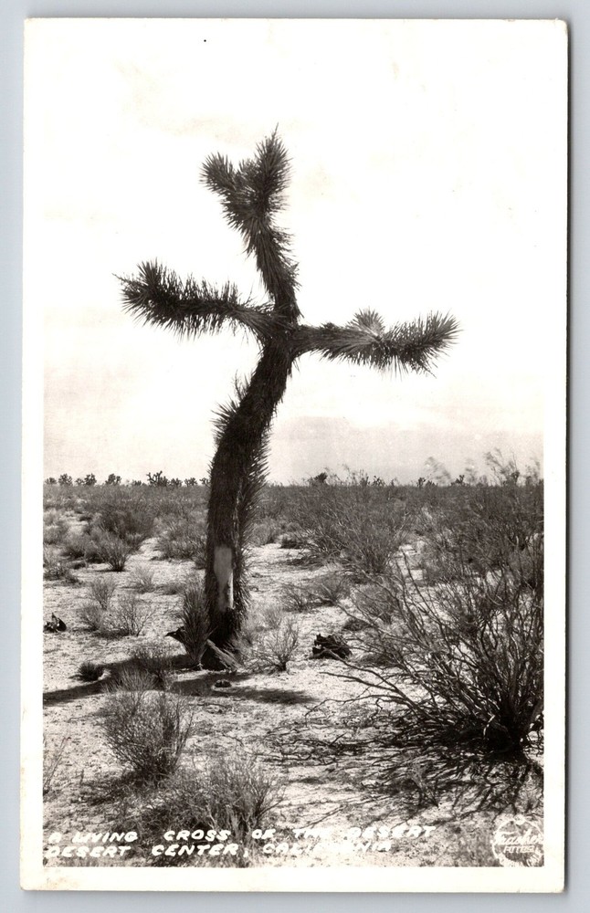 RPPC~Plant~Desert Center California~Living Cross Cactus Formation~1950 Postcard