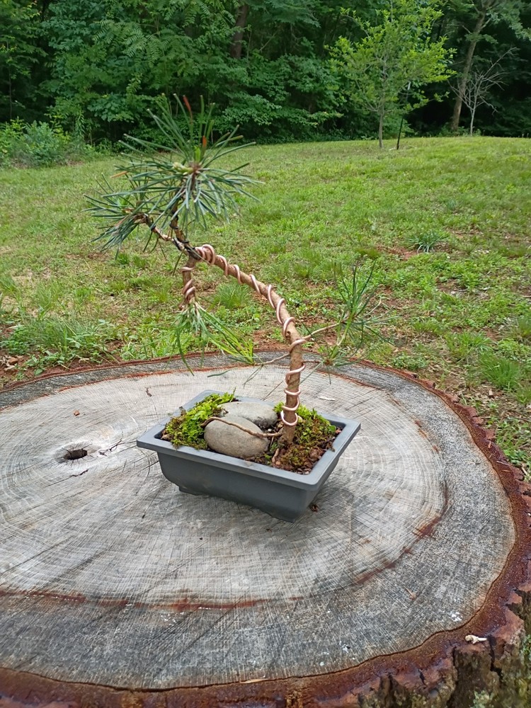 Custom Pine Bonsai Tree