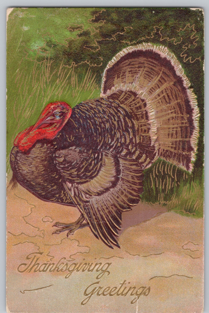 Turkey Embossed Gold Accents “Thanksgiving Greetings” c1909 Postcard