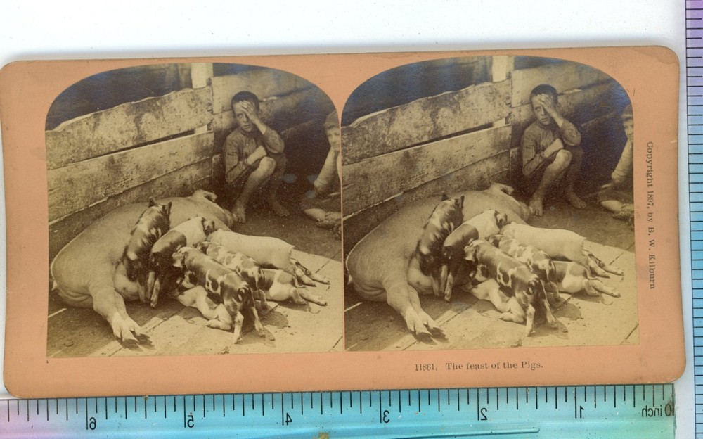 Animals The Feast of the Pigs B.W. Kilburn Stereoview