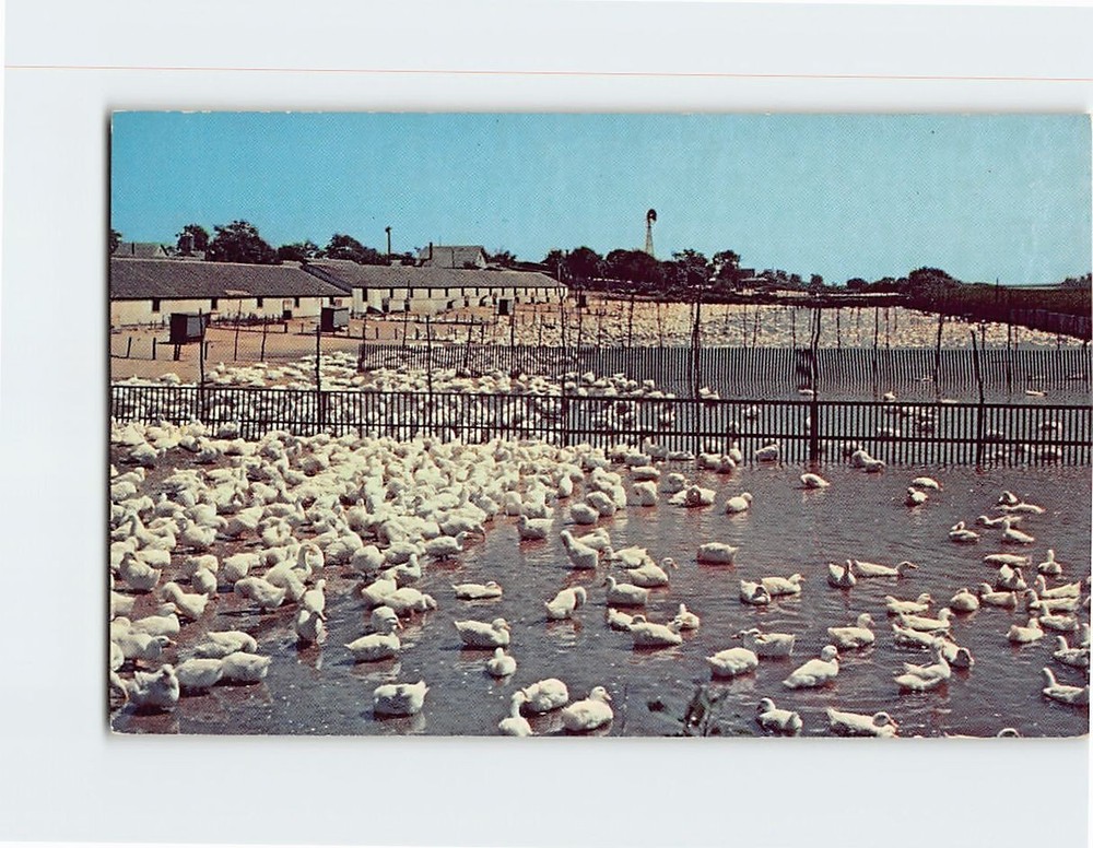 Postcard Long Island Ducks NY USA