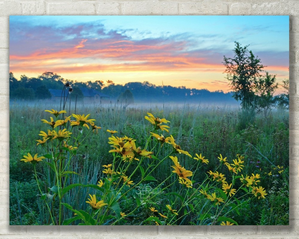 Ohio Landscape, Sunrise, Wildflower Field - Fine Art Photo, Metal, Canvas, Paper