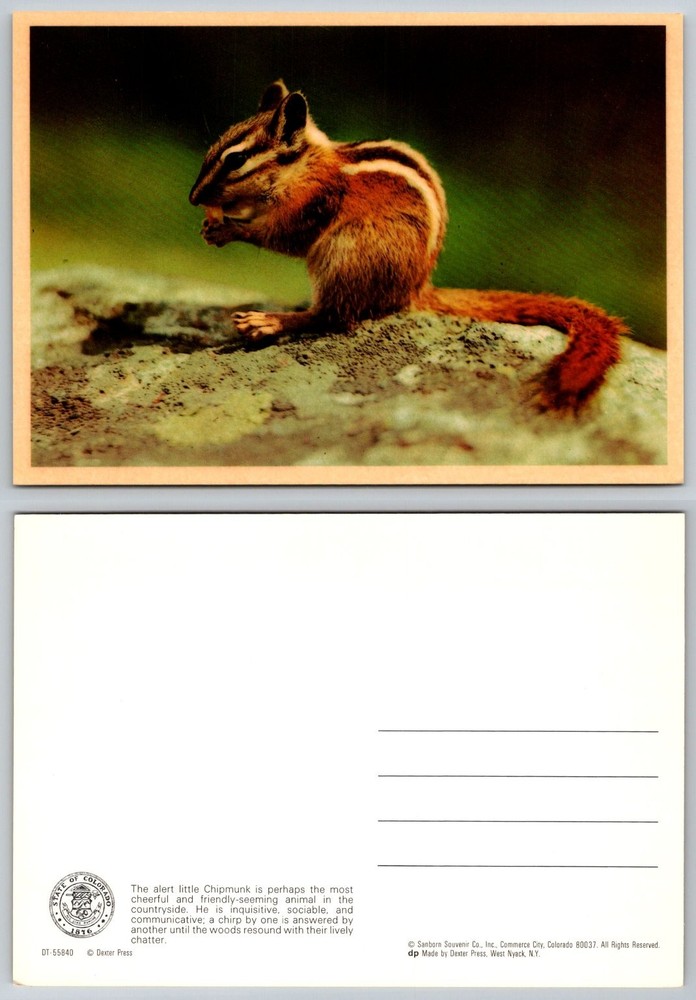 Colorado Chipmunk Postcard Dexter Press Wildlife Nature Sanborn Souvenir