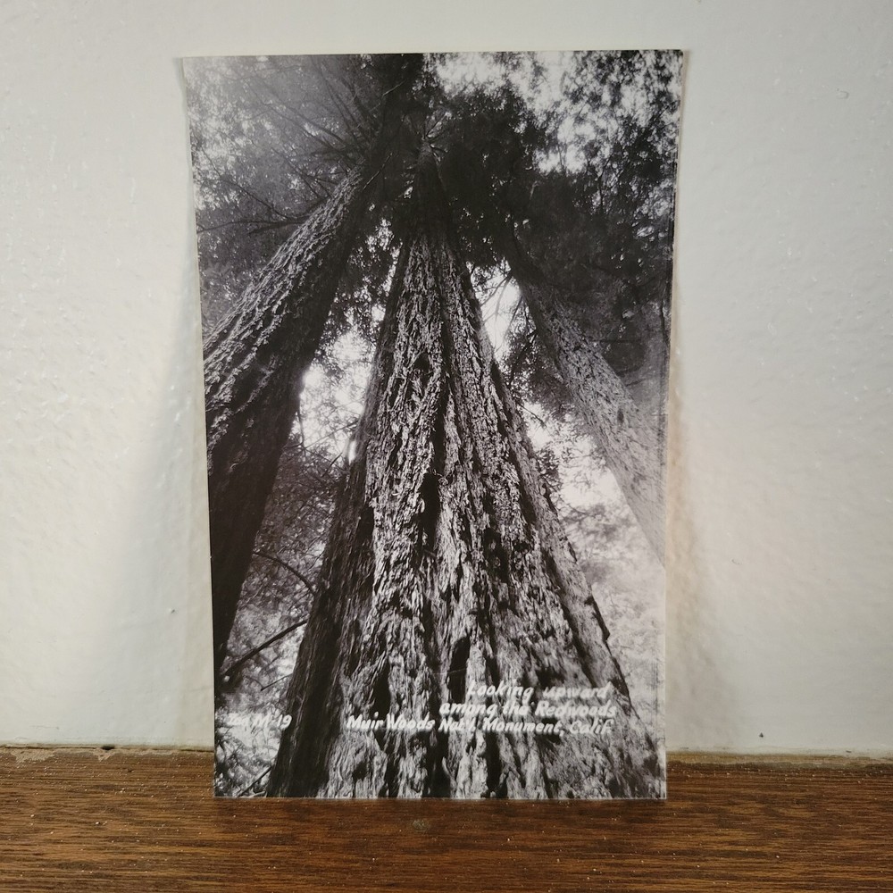 RPPC Looking Upward Among Redwoods Muir Woods California Photo Postcard