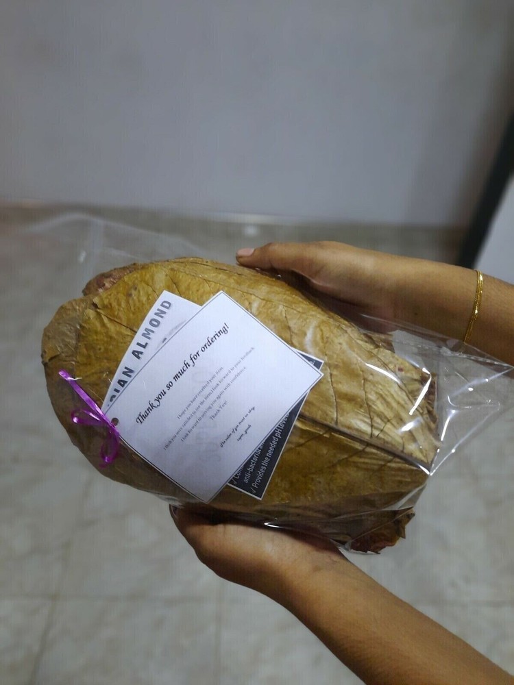 Natural Indian Almond Leaves for Aquarium Fish and Shrimp