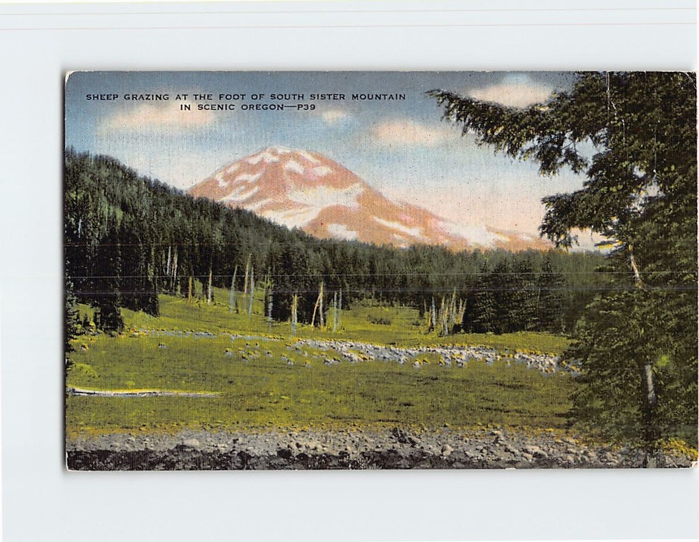 Postcard Sheep Grazing at the Foot of South Sister Mountain in Scenic Oregon USA