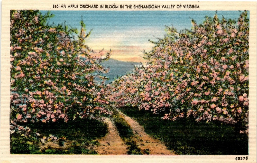 Apple Orchard, Bloom, Shenandoah Valley, Virginia, Asheville, N.C. Postcard