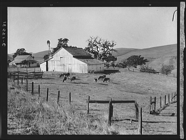 Contra Costa County California 1938 Small Farm Cattle Dorothea Lange FSA
