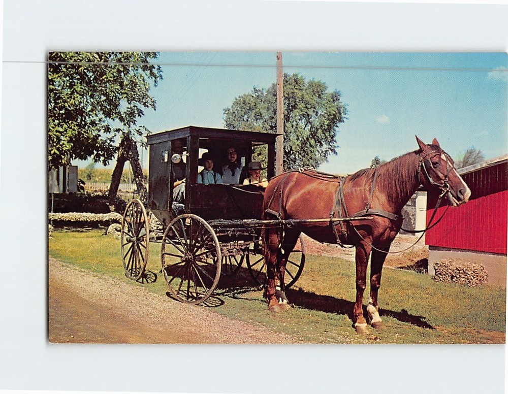 Postcard Amish Family on a Buggy Greetings from Rockome Arcola Illinois USA