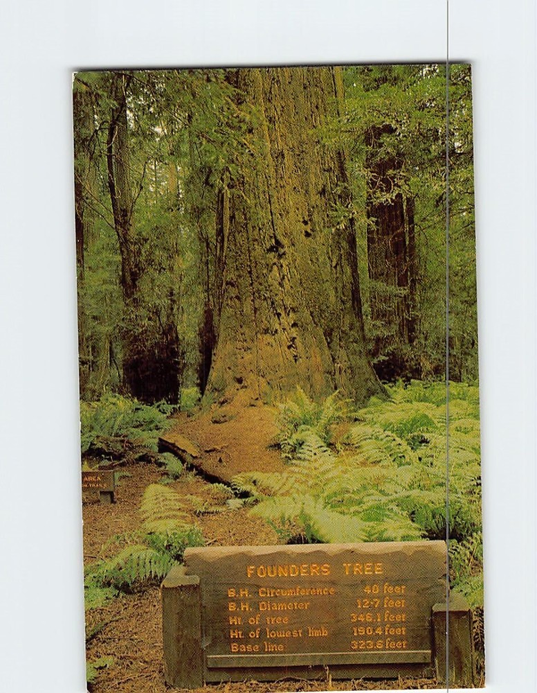 Postcard Founders Tree Redwood Highway California USA