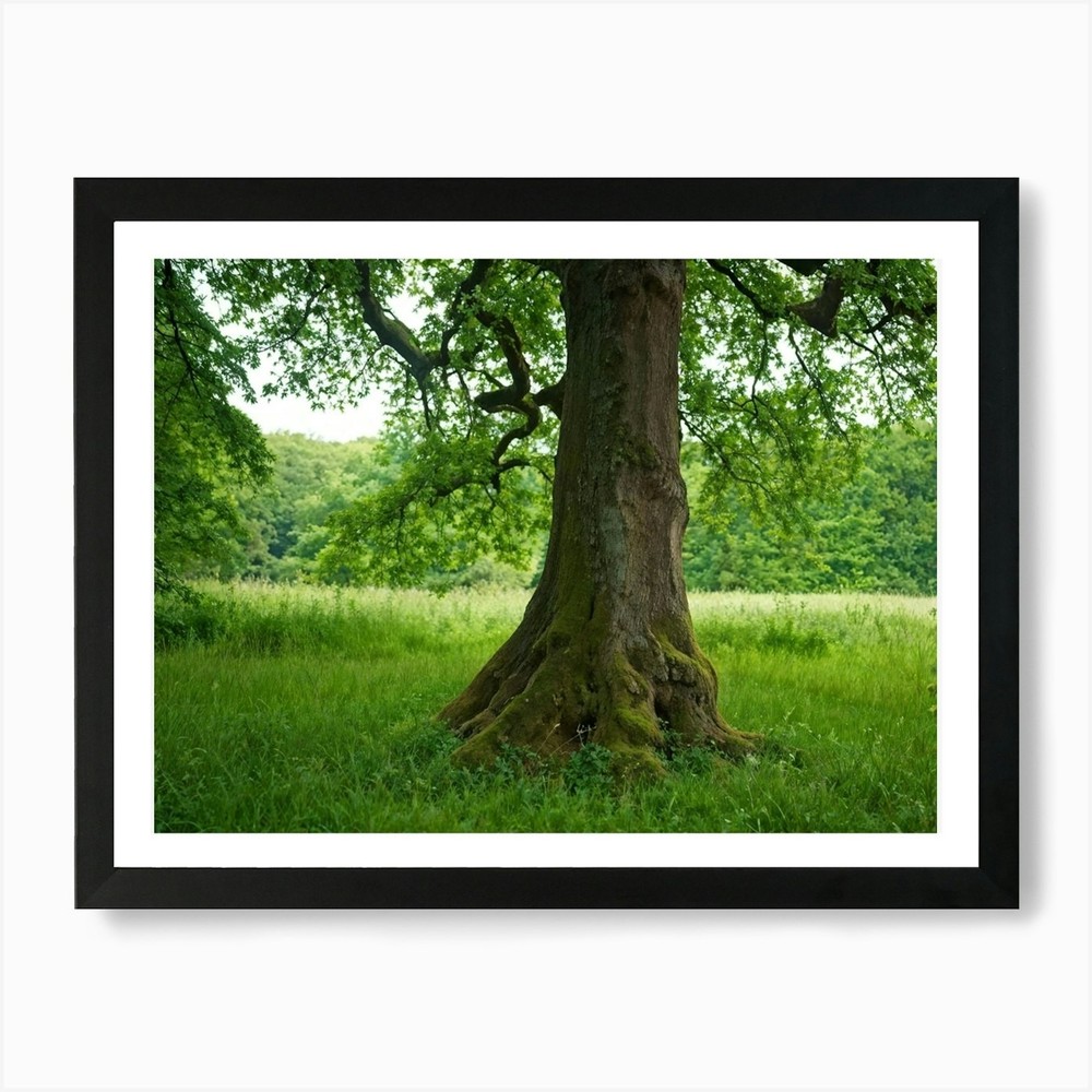 A Diligently Thriving Oak Tree Spro Framed Wall Art Poster Canvas Print Picture