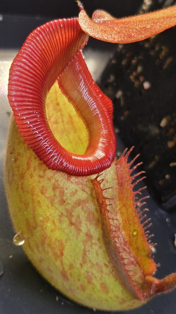 Nepenthes [(lowii x Veitchii)x Boschiana ] X Mira