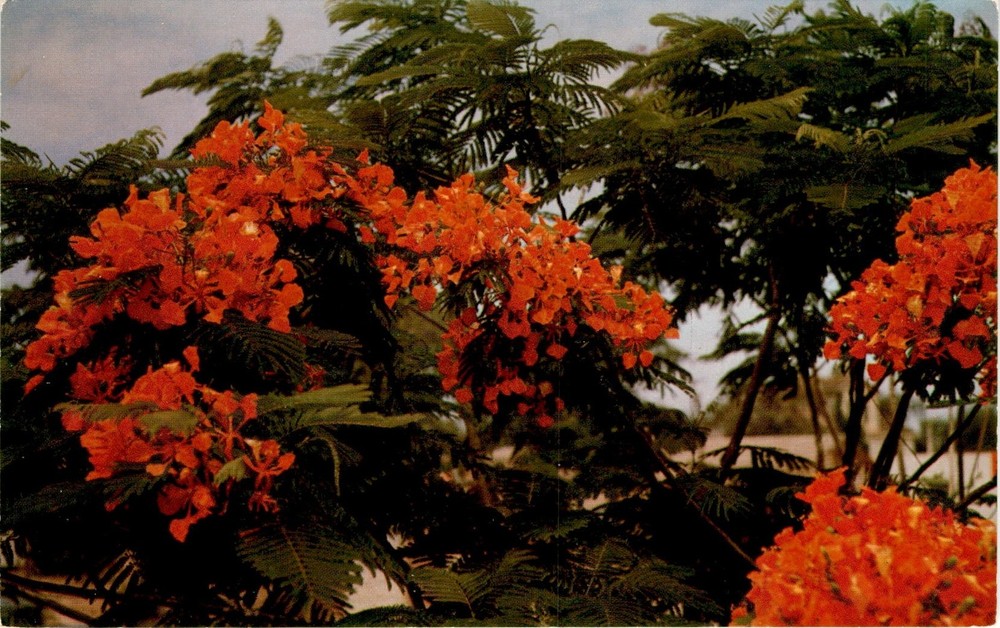 ROYAL POINCIANA tree, South Texas, Don Bartels, McAllen, Texas Postcard