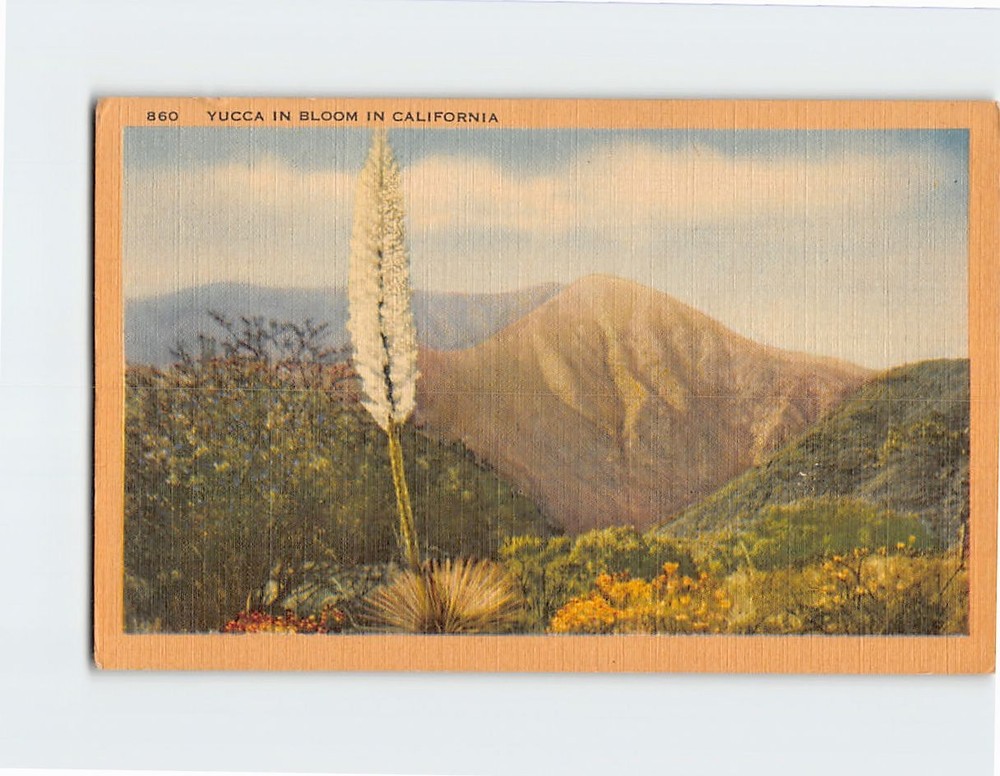 Postcard Yucca In Bloom In California USA