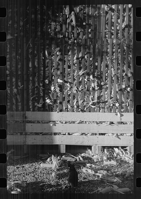 Photo:Grundy County Iowa 1939 Corn Crib Shelled Corn Storage