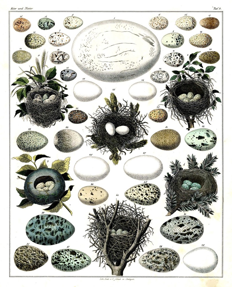 Colorful Bird Eggs and Nests Nature Poster for Home Decor
