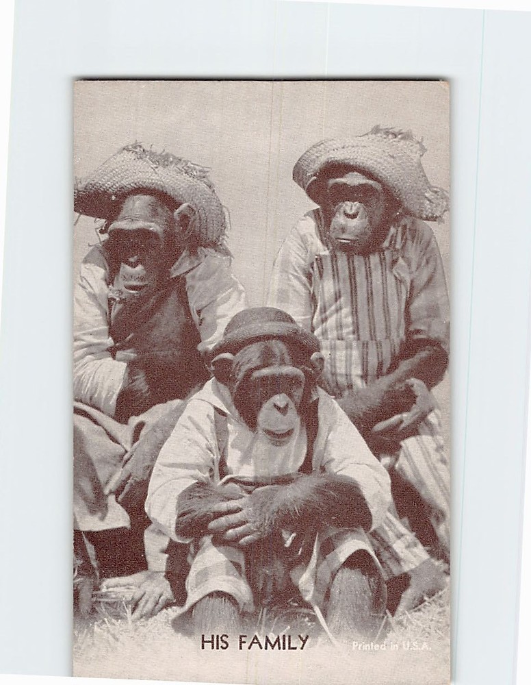 Postcard Family Chimpanzee Monkey Anthropomorphic Animal Comic