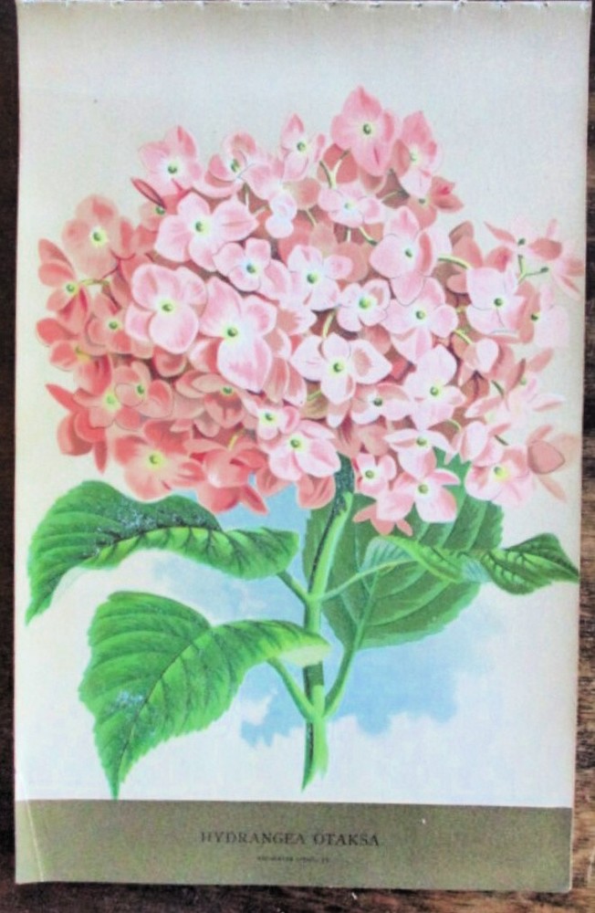 Vtg, Print, HYDRANGEA OTAKSA SHRUB, TALL SHRUB, BOTANICAL, 1900