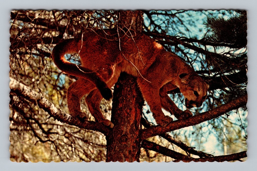 Canada Ontario Foleyet Greetings Ivanhoe Lodge Mtn Lion Old PC Vintage Postcard