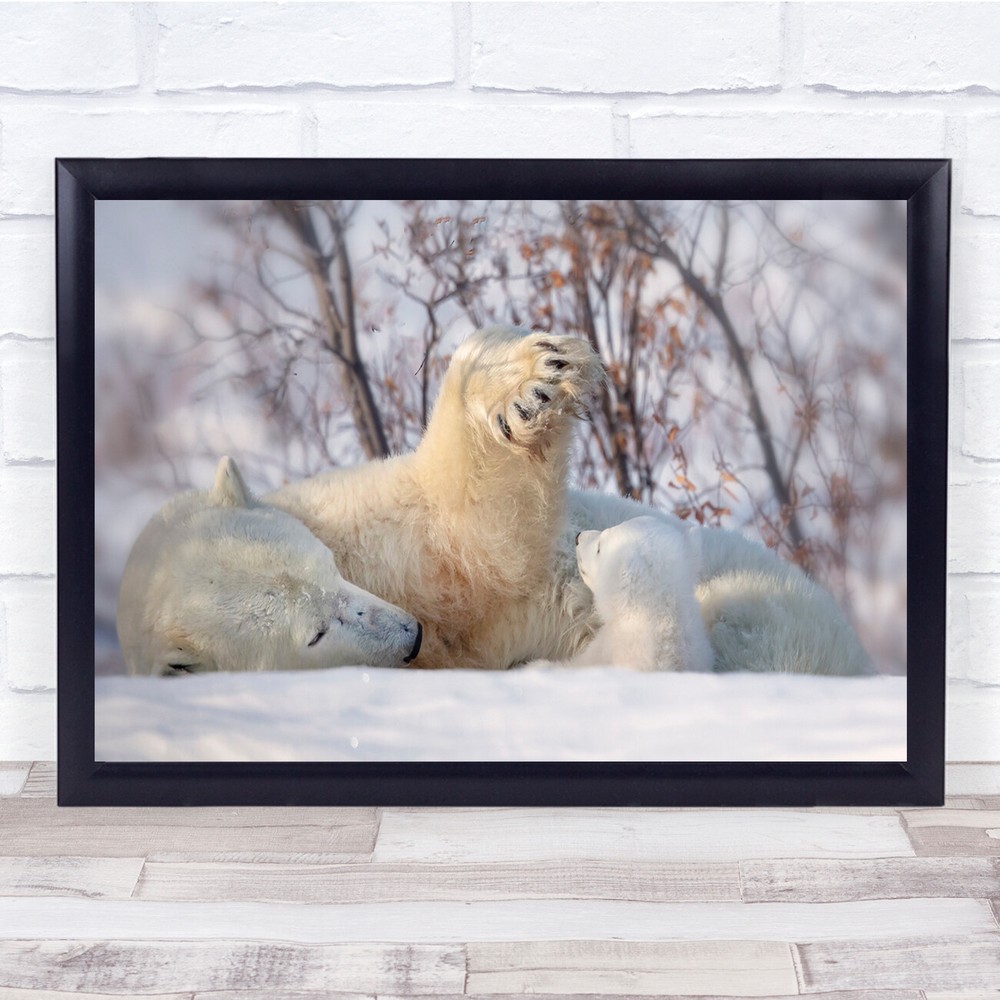 Alaska Polar Bears Winter Wildlife Wall Art Print
