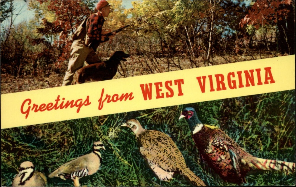 Greetings from West Virginia ~ hunter hunting dog ~ pheasant ~ 1960s postcard