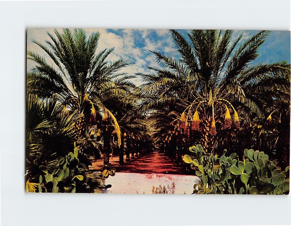 Postcard Coachella Valley Near Indio California USA