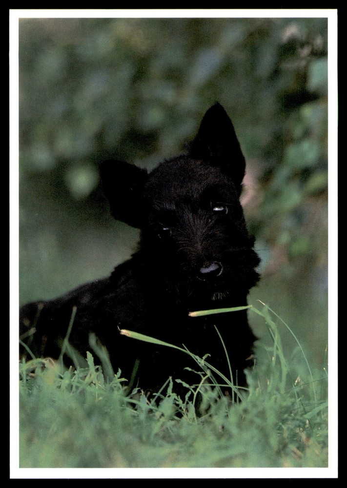 Postcard Black Scottish Terrier Puppy Relaxing Outside