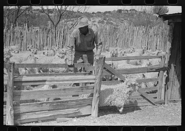 Photo:Kimble County Texas 1940 Goat Ranch Separation Man in Pen