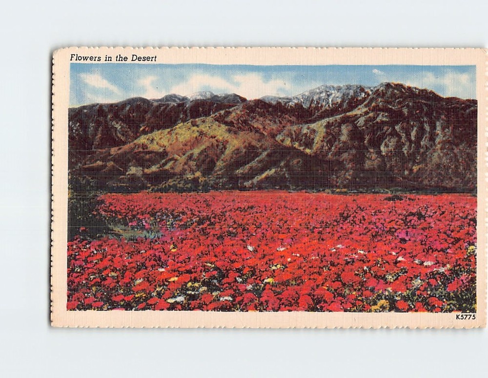 Postcard Desert Sands Flowers Spring Verbenas USA North America