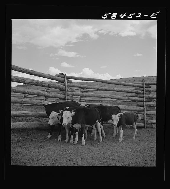 Photo:Cattle Herd in Corral 1930s Ranch Livestock Wooden Fence